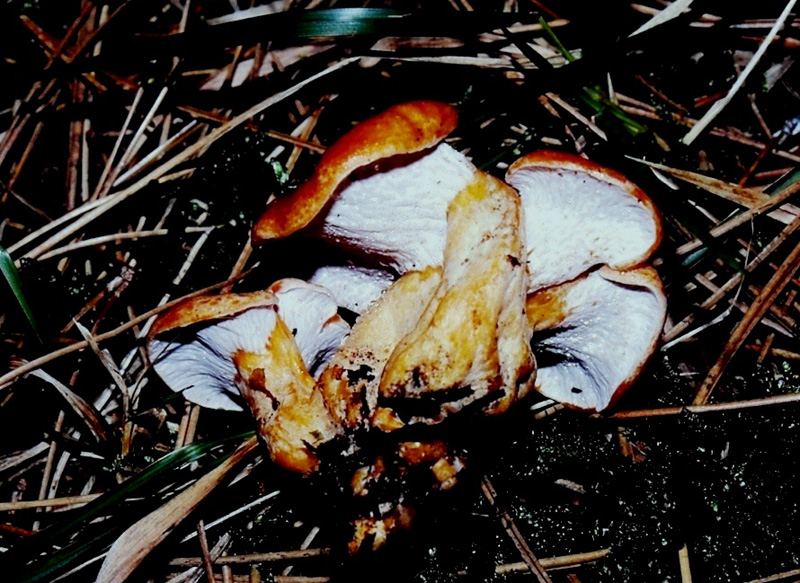 Lactarius salmonicolor parassitato da Hypomyces